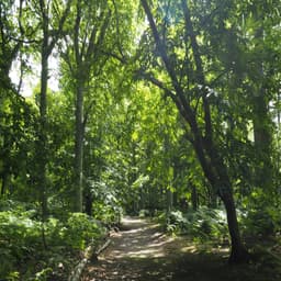 Wet Woodlands of the Weald