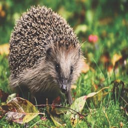 The Clue Is in the Poo: A Field Guide to Wildlife Droppings.
