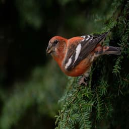 Early Nesters - Exploring the Evolutionary Edge