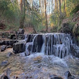 Discovering the Wet Woodlands of the Weald