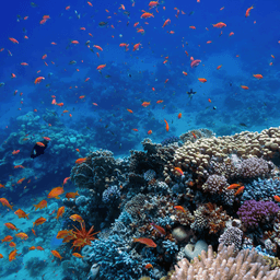 The economics of biodiversity