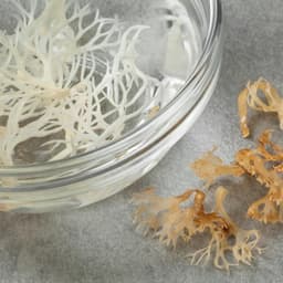 The Surprising Benefits of Sea Moss for Skin Health