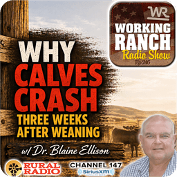 Ep 246: Why Calves Crash Three Weeks After Weaning or a Stress Event w/ Dr. Blaine Ellison