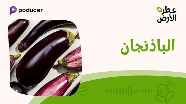 EP006  | الباذنجان