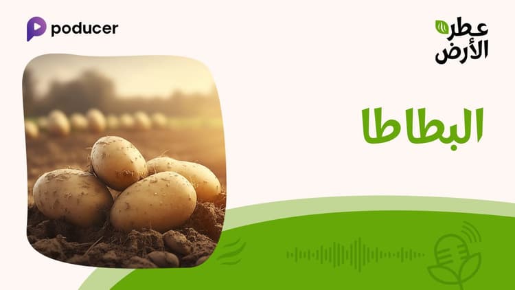 EP010  | البطاطا