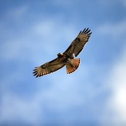 A cast of hawkish central bankers