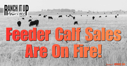 Superior Livestock Feeder Cattle Sales Are On Fire