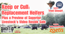 Keep or Cull: Replacement Heifers & Superior Livestock’s Video Royale Preview