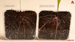Arevo Arginex Corn proven to deliver up to 4.3% more grain yield with 30% less nitrogen fertiliser in independent trials across Europe and South America